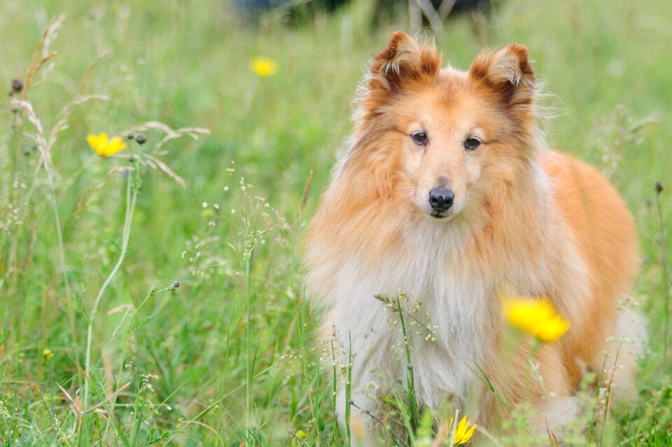 Shetland sheepdog meadow wise