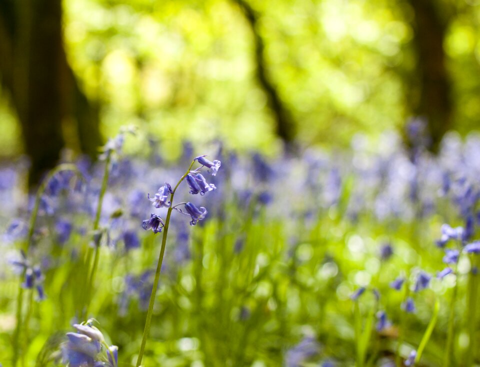 Nature garden summer