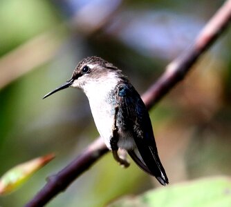Mellisuga helenae zunzuncito endemic