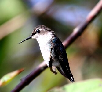 Mellisuga helenae zunzuncito endemic photo