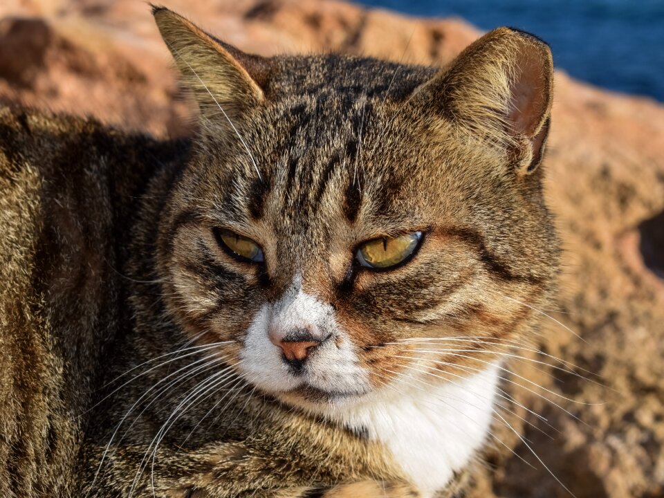 Outdoor portrait face