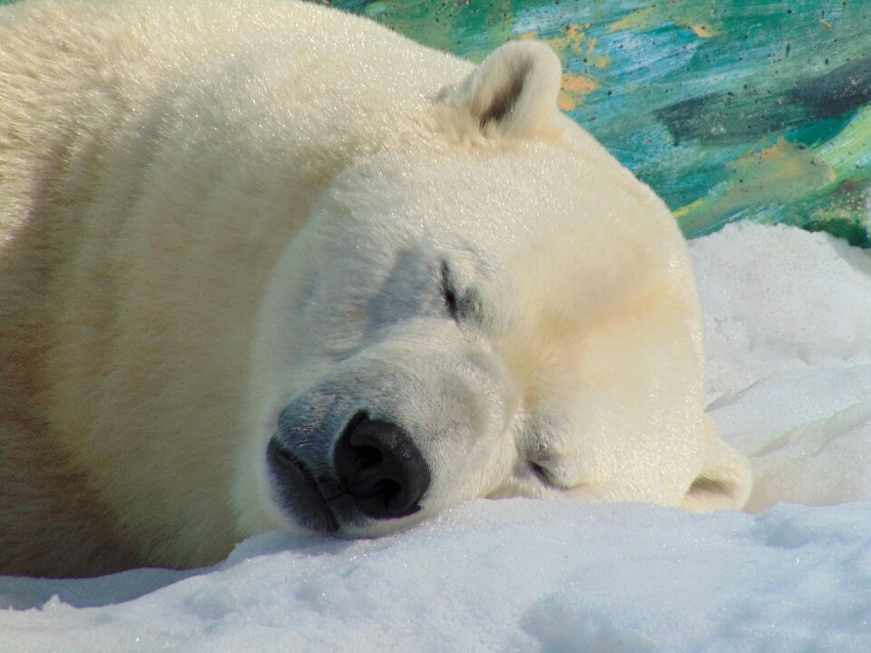 Lying animal winter landscape