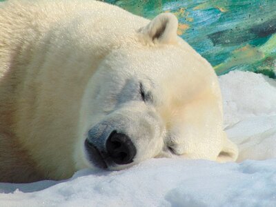Lying animal winter landscape