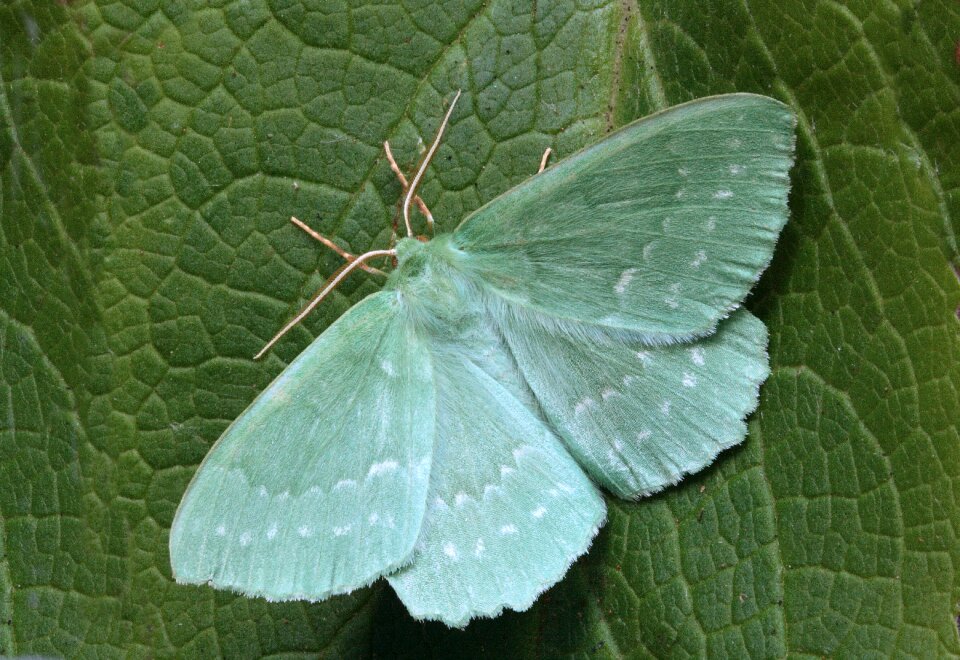British nature insect
