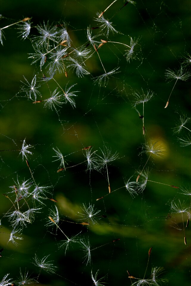 Spider web drops water