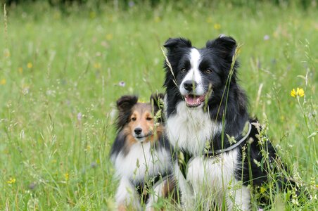 Animal shetland sheepdog meadow photo