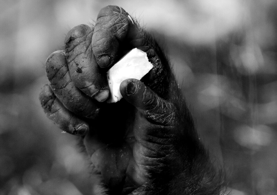 Food animal world black and white