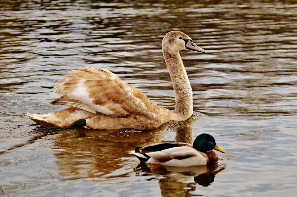 Pride bird waterfowl