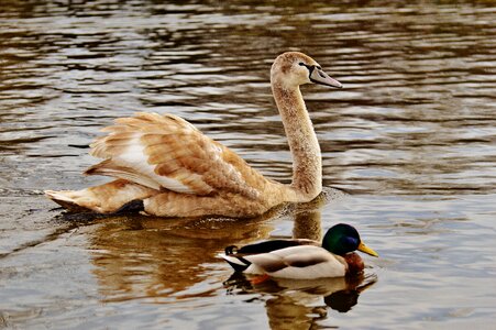 Pride bird waterfowl photo