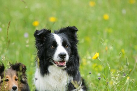 Animal shetland sheepdog meadow