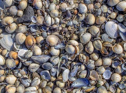 Detail mussels beach photo