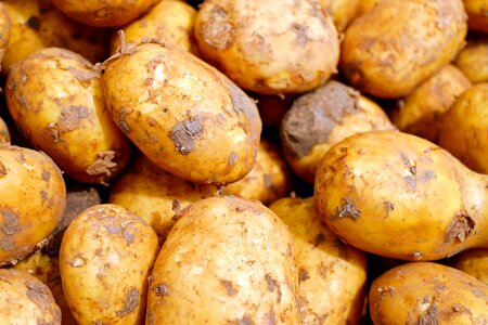 Food carbohydrates raw potatoes photo