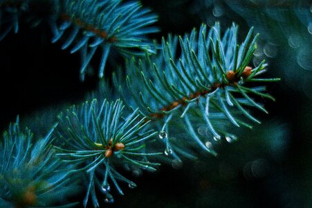 Nature closeup tree photo