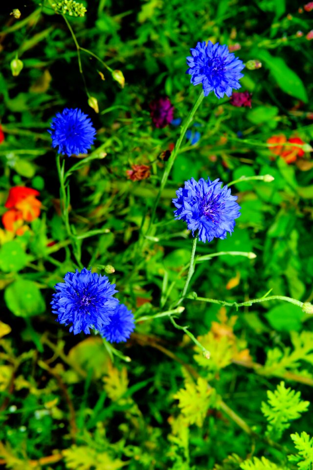 Blue summer plant photo