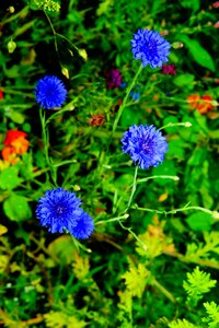 Blue summer plant photo