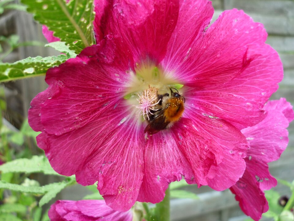 Flower garden high perennial summer