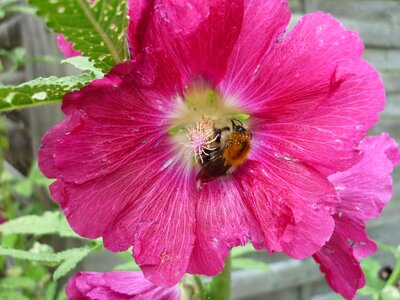 Flower garden high perennial summer