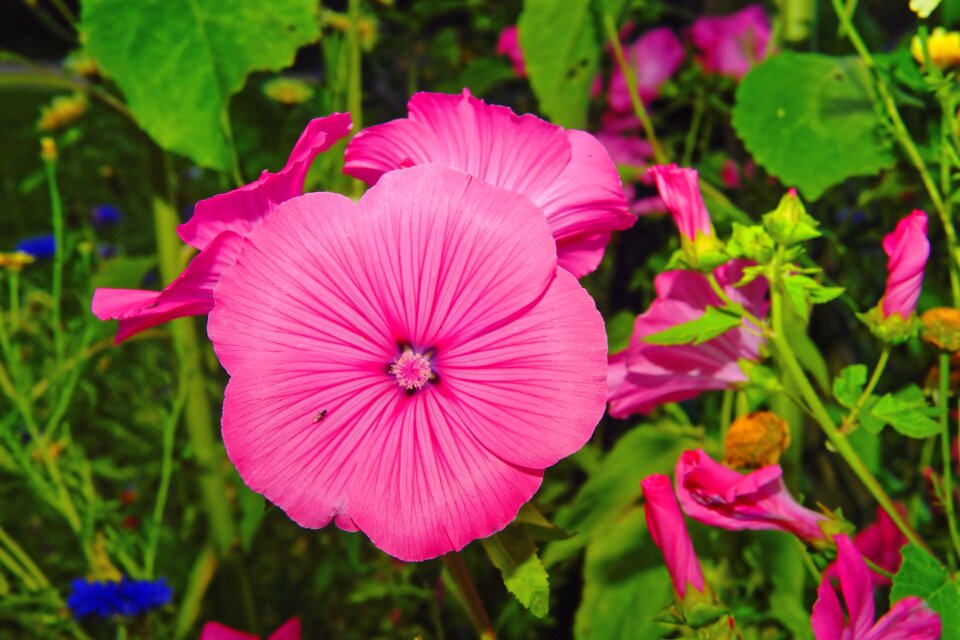 Helllila plant nature
