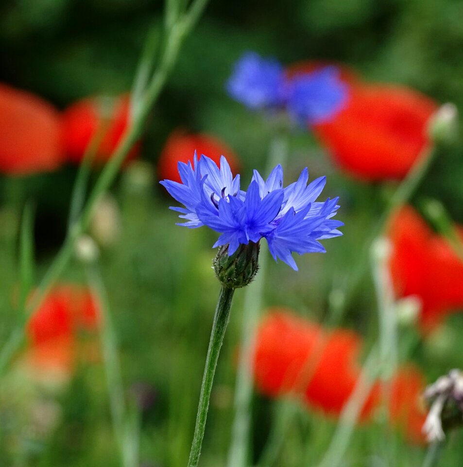 Wild flower summer field