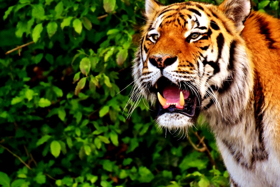 Beautiful dangerous big cat