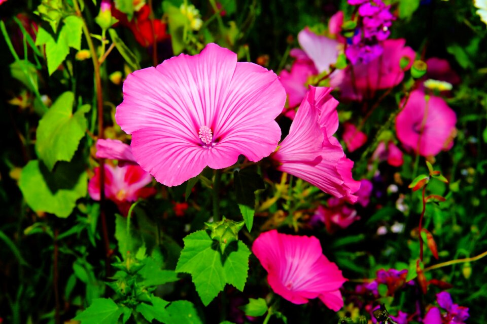 Helllila plant nature