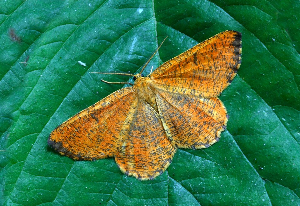 British nature insect
