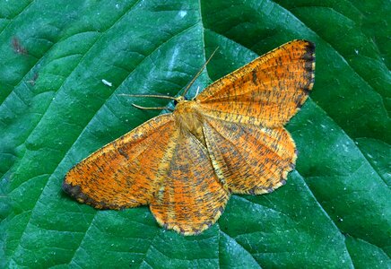 British nature insect
