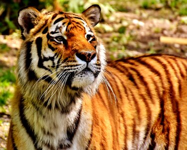 Beautiful dangerous big cat