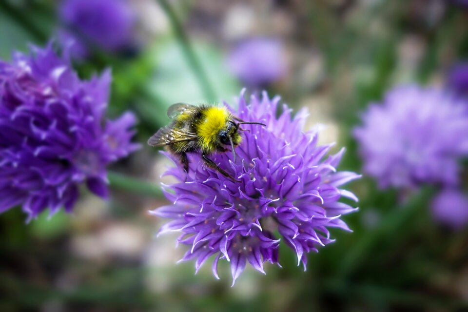 Forage insect chives