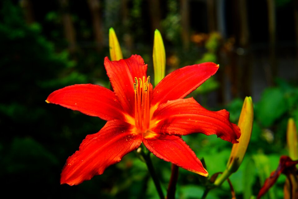 Red plant nature