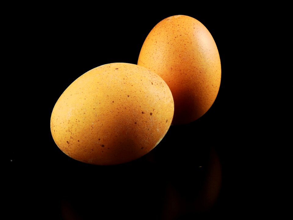 Nature eggshell bird