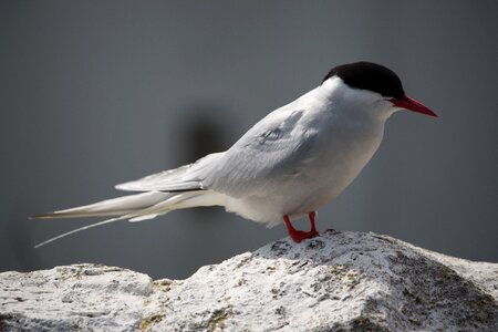 Tern bird nature photo