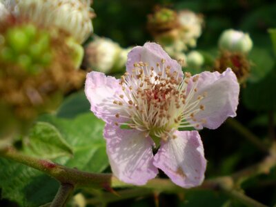 Wild blackberry rosa photo