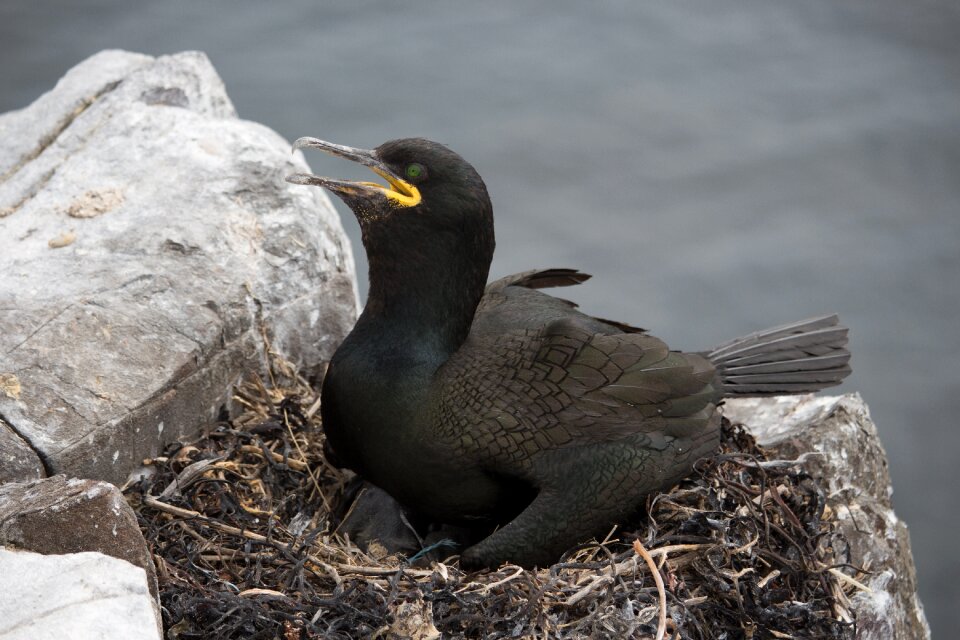 Seabird phalacrocorax nature