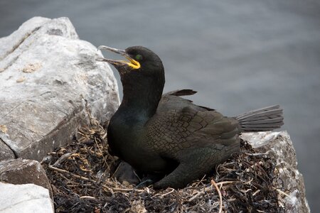 Seabird phalacrocorax nature