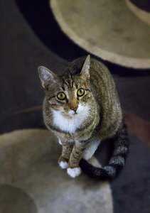Brown circles pets