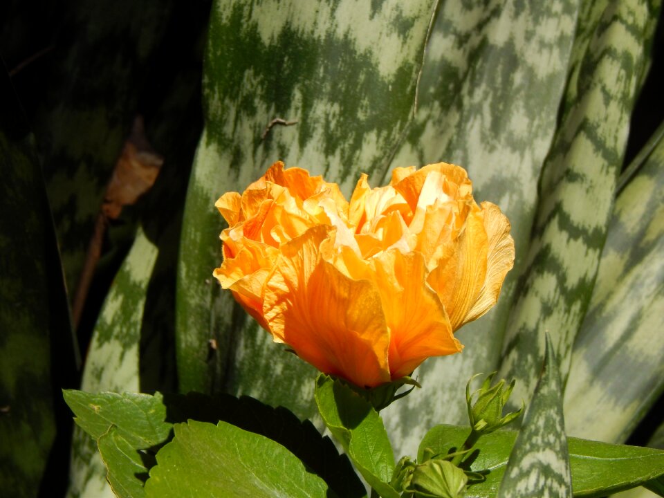 Flower garden petals yellow