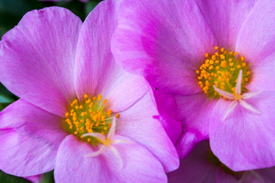 Macro nature close up