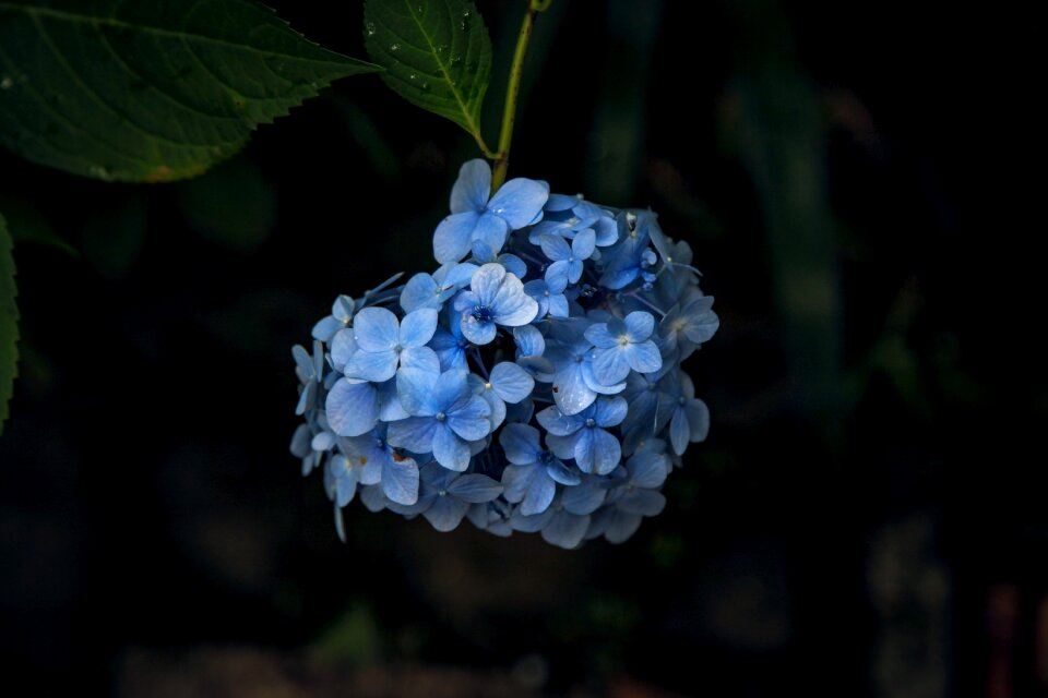 Kamakura flowers rainy season