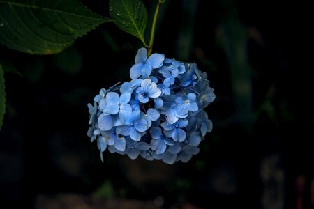 Kamakura flowers rainy season photo