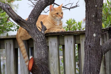 Outdoor breed natural