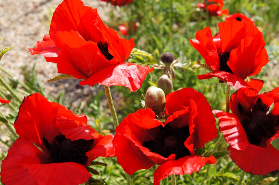 Klatschmohn nature red