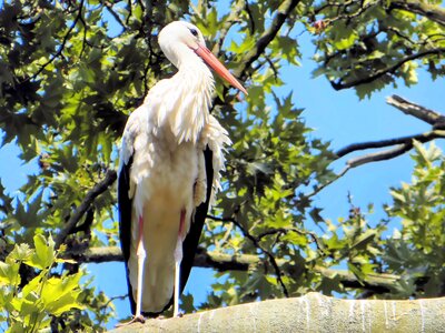 Bird white and black ciconiidé
