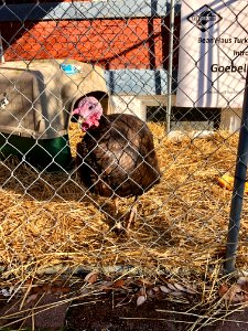 Goebel Gobbler the Turkey, Bean Haus, Main Street, Mainstr… 