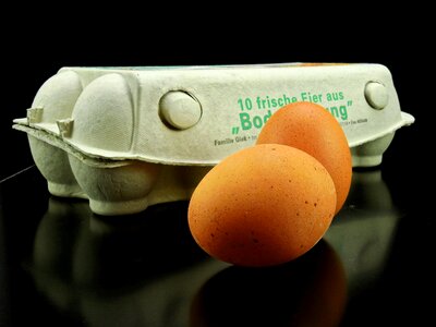 Nature eggshell bird