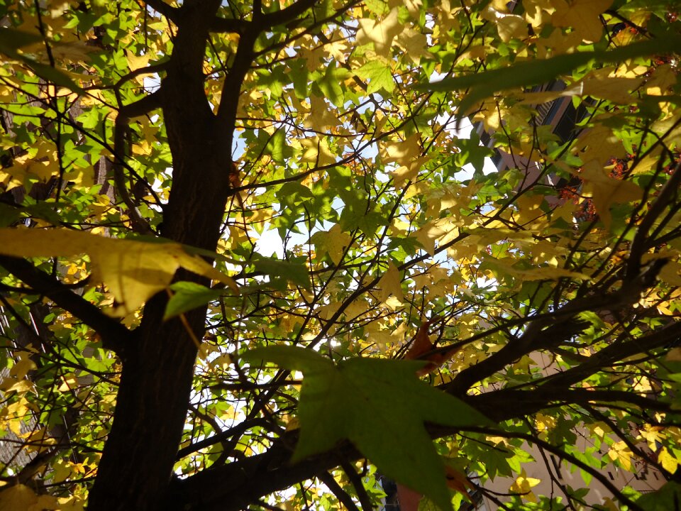 Leaves tomorrow sweetgum