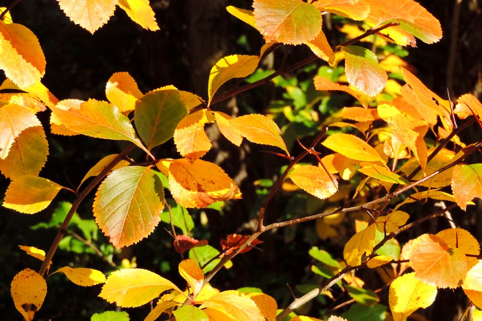 Golden autumn autumn autumn leaf