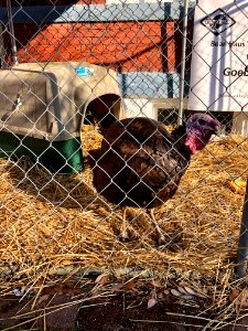 Goebel Gobbler the Turkey, Bean Haus, Main Street, Mainstr… 