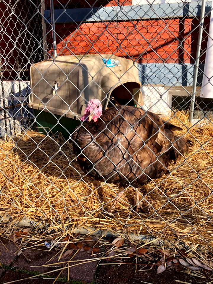 Goebel Gobbler the Turkey, Bean Haus, Main Street, Mainstr… 
