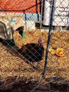 Goebel Gobbler the Turkey, Bean Haus, Main Street, Mainstr… 